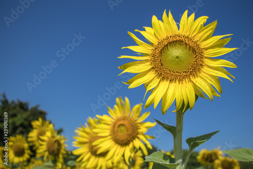 Close up sun flowers and blue sky background.A beautiful yellow flowers in fields.