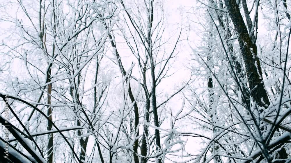 Beautiful frosty trees on wind. Converted from raw. Rec 709 Beautiful frosty trees on wind. Converted from raw. Rec 709