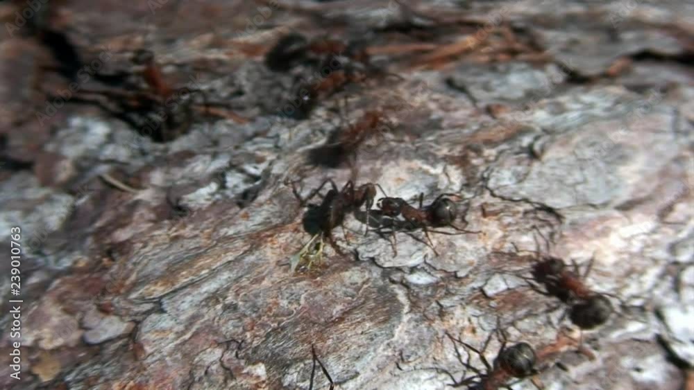 Close-up ginger forest ants Formica rufa on tree bark close-up in Siberia. Close-up ginger forest ants Formica rufa on tree bark close-up in Siberia.