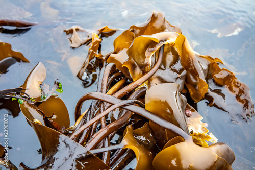 Seaweed at the coastline of north west Skye by Kilmuir - Scotland, United Kingdom photo