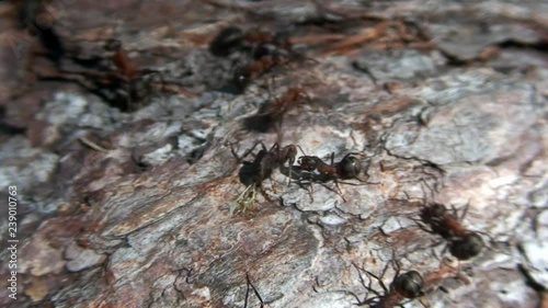 Close-up ginger forest ants Formica rufa on tree bark close-up in Siberia. photo