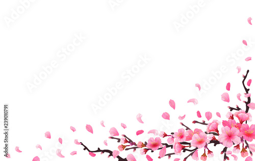 Sakura japan cherry branch