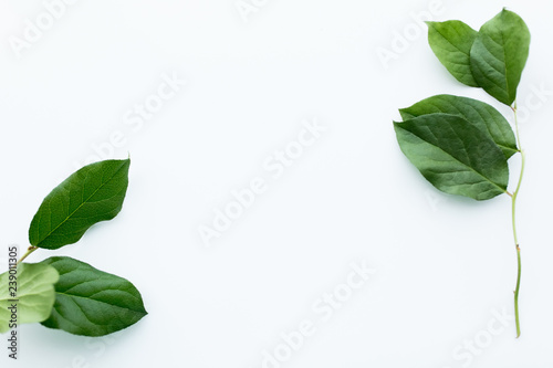 Green leaf branches on white background. flat lay, top view