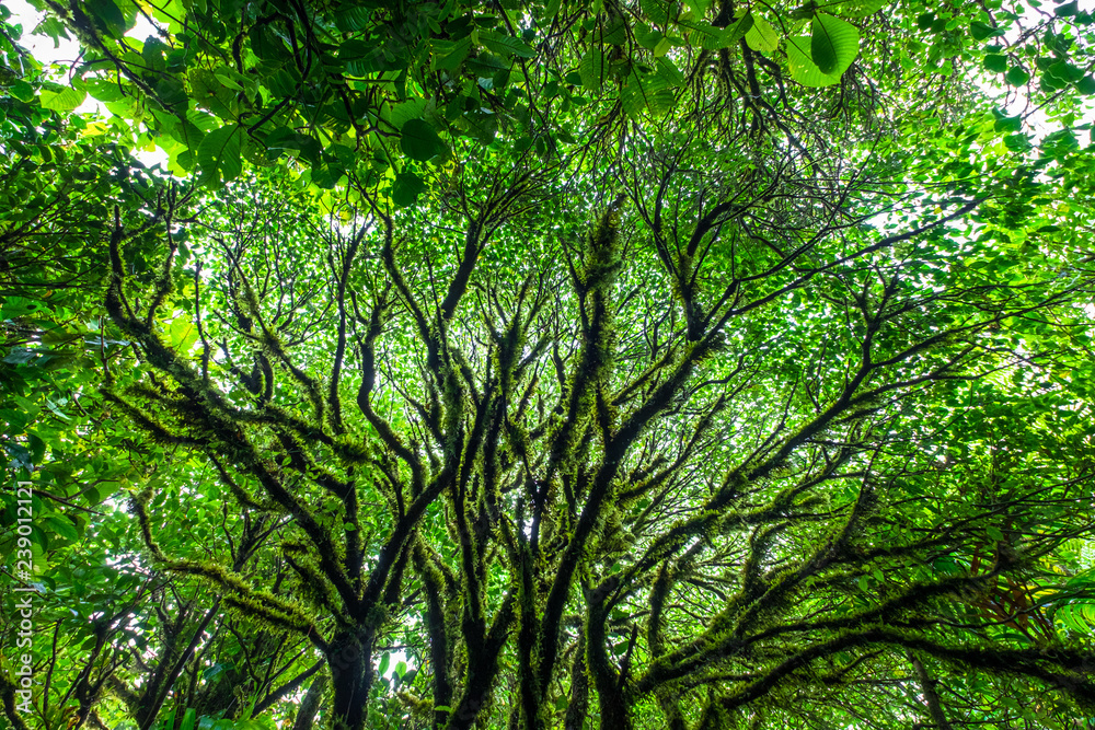 Fototapeta premium Branches forêt humide