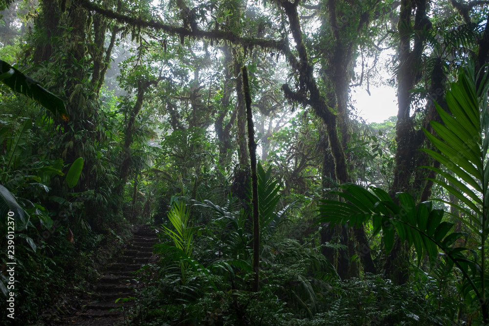 forêt humide monteverde forêt humide monteverde