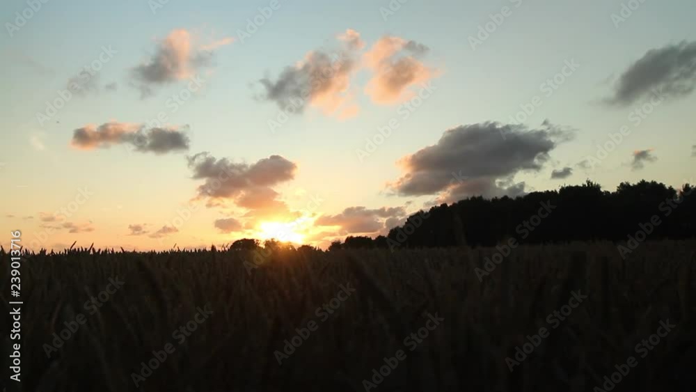 Dolly shot/ Tracking into a wheat field, with a golden sunset and dramatic sky in East Frisia (Ostfriesland), North Germany. Dolly shot/ Tracking into a wheat field, with a golden sunset and dramatic sky in East Frisia (Ostfriesland), North Germany.