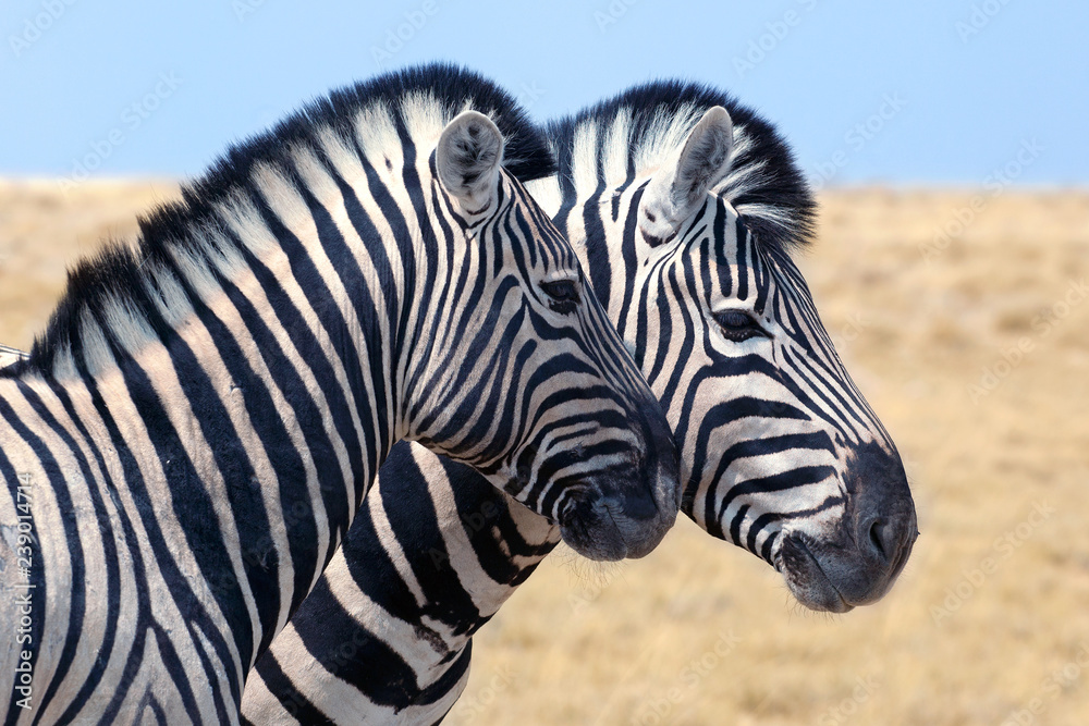 Two zebra heads profile next to each other close up, safari in Etosha National Park, Namibia, Southern Africa Two zebra heads profile next to each other close up, safari in Etosha National Park, Namibia, Southern Africa