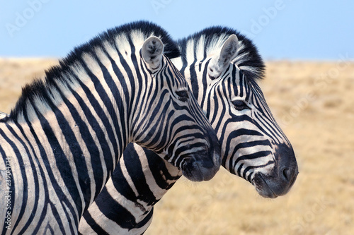 Two zebra heads profile next to each other close up  safari in Etosha National Park  Namibia  Southern Africa