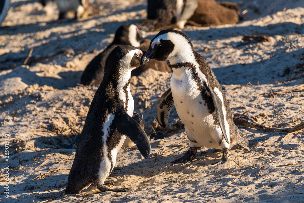Naklejka premium Two penguins in contact at boulders beach