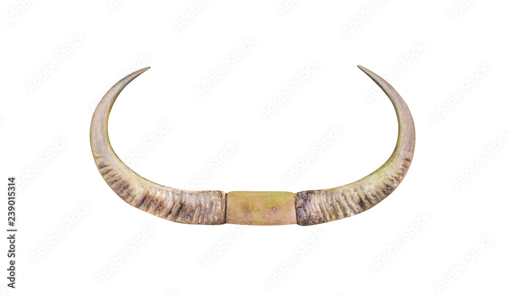 Fototapeta premium Huge asian buffalo horn isolated on white background with clipping path