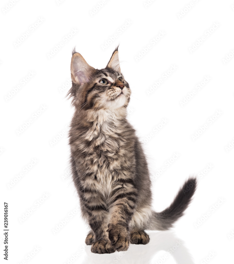 Fototapeta premium Maine Coon kitten