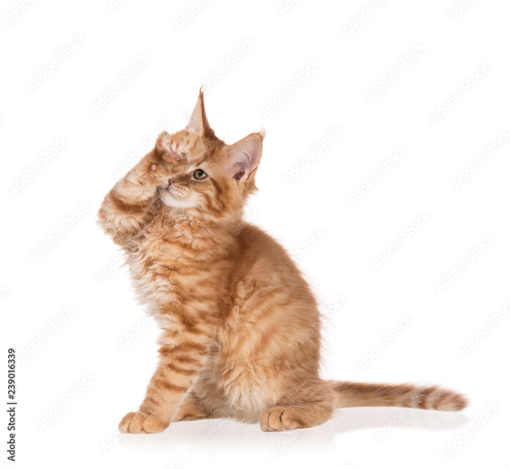 Fototapeta premium Maine Coon kitten