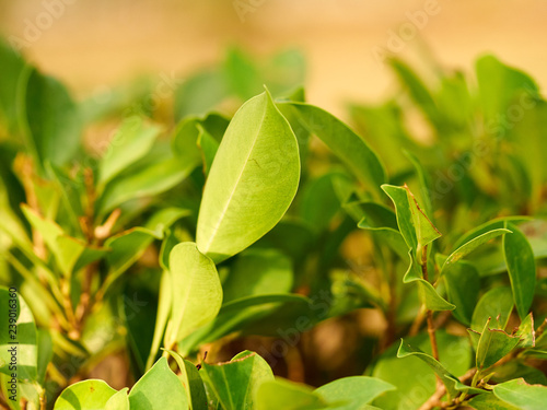 Growing new leafes