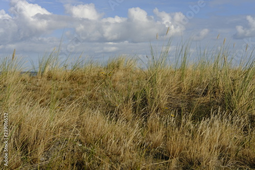 .D  nen und D  nenschutzwald an der Ostsee  Ostseebad Prerow  Nationalpark Vorpommersche Boddenlandschaft  Mecklenburg Vorpommern  Deutschland..