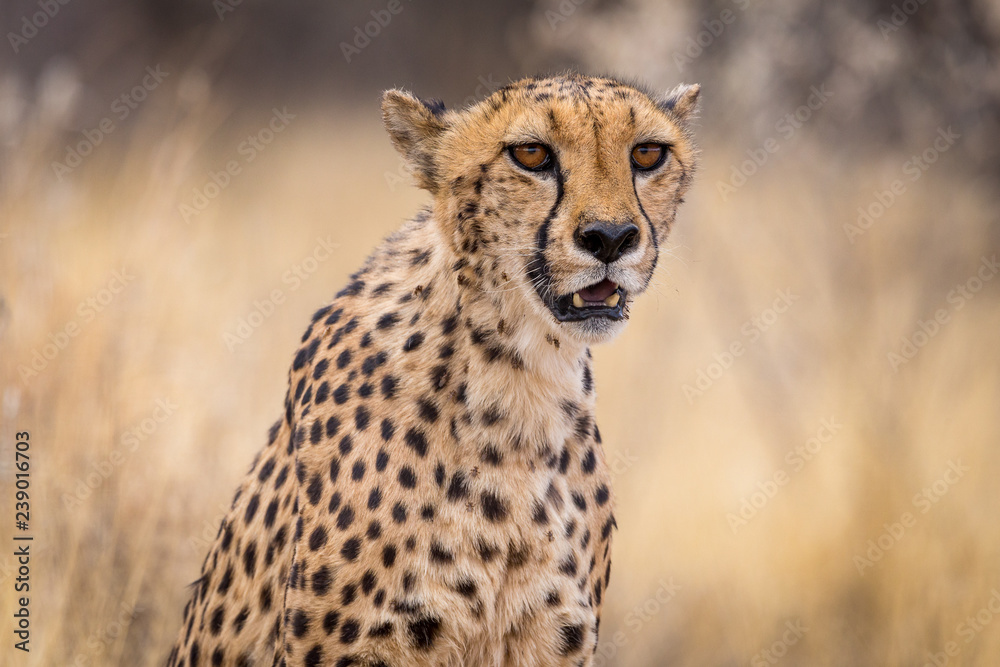 Naklejka premium Portrait of a cheetah
