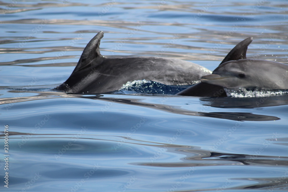 Fototapeta premium Delfines