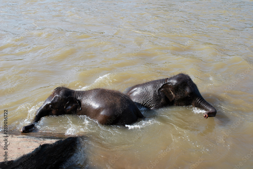 Fototapeta premium Two young elephants bathing