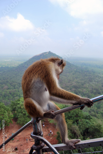 Toque macaque, Sri Lanka © amicabel