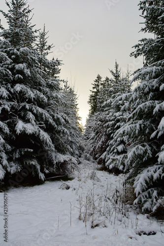 Nature Soul Impression