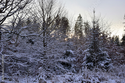 Nature Soul Impression