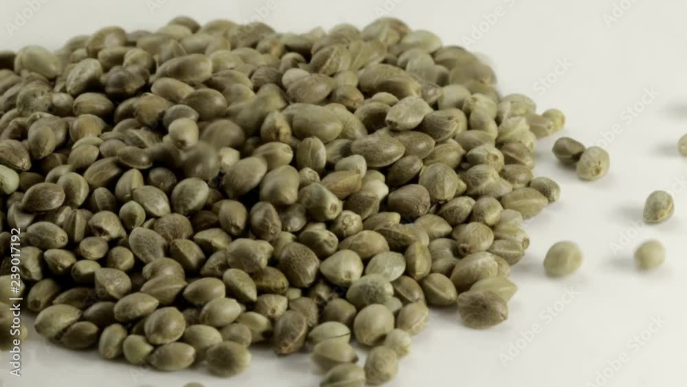 Cannabis sativa seeds with white background Cannabis sativa seeds with white background