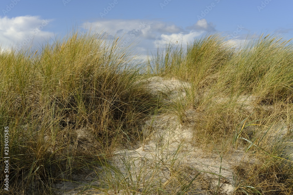 .DŸnen und DŸnenschutzwald an der Ostsee, Ostseebad Prerow, Nationalpark Vorpommersche Boddenlandschaft, Mecklenburg Vorpommern, Deutschland.. .DŸnen und DŸnenschutzwald an der Ostsee, Ostseebad Prerow, Nationalpark Vorpommersche Boddenlandschaft, Mecklenburg Vorpommern, Deutschland..