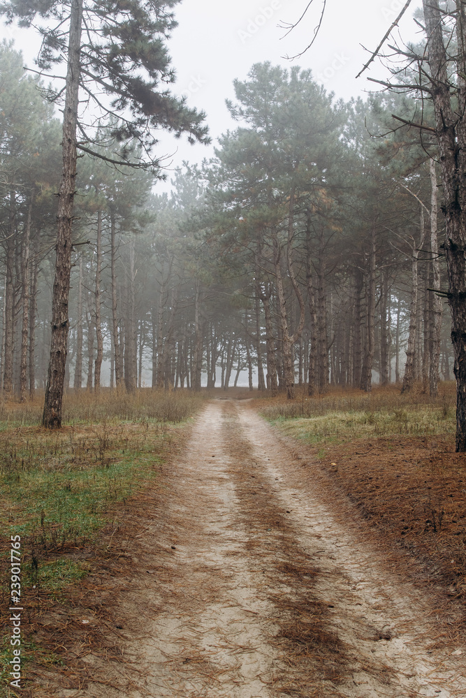 Obraz premium road in a pine forest