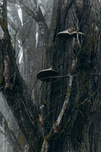 mushroom on a tree photo