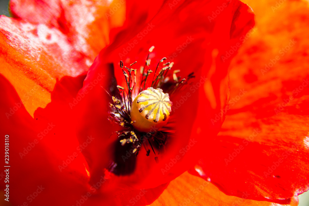 Wild blooming red poppy flower close up Wild blooming red poppy flower close up