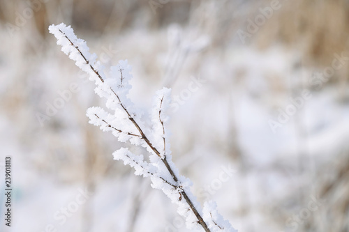Close-up of hoarfrost grass stem on a cold sunny winter day © yanik88