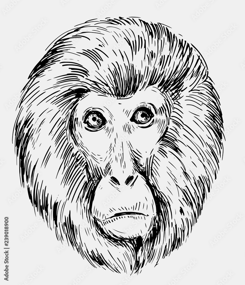 Hand sketch monkey Royalty Free Vector Image - VectorStock