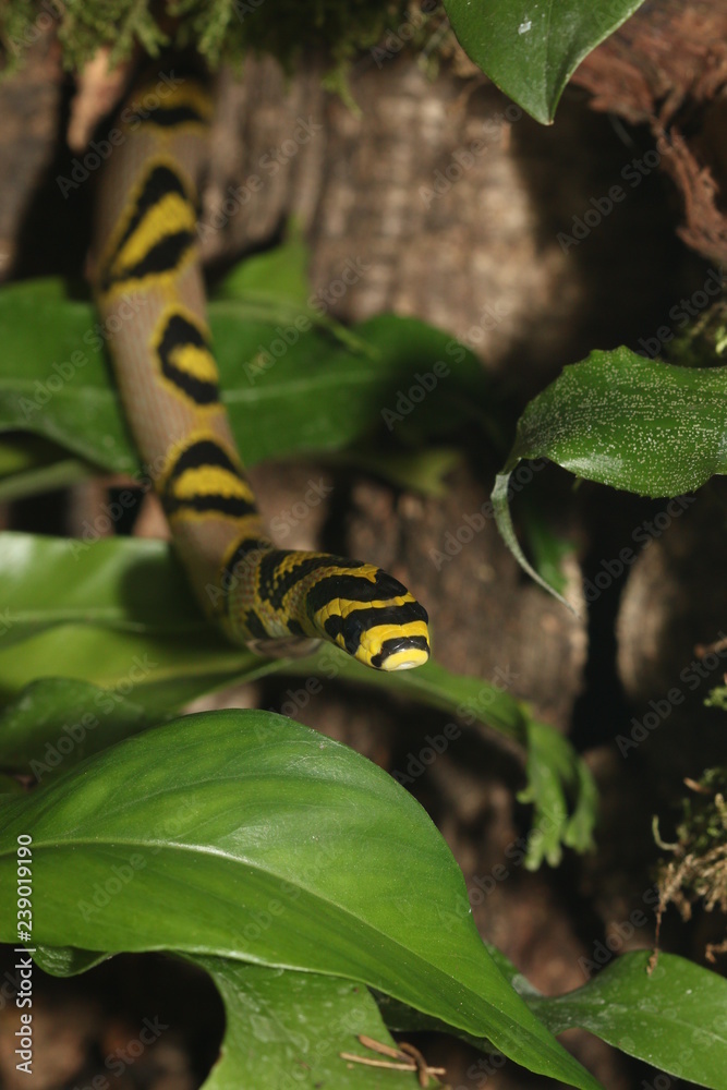 Mandarin rat snake on a close up horizontal picture. A rare and