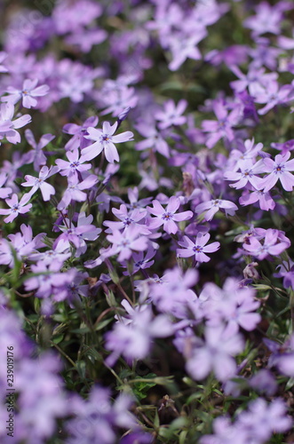 Wallpaper Mural 芝桜（Moss phlox） Torontodigital.ca