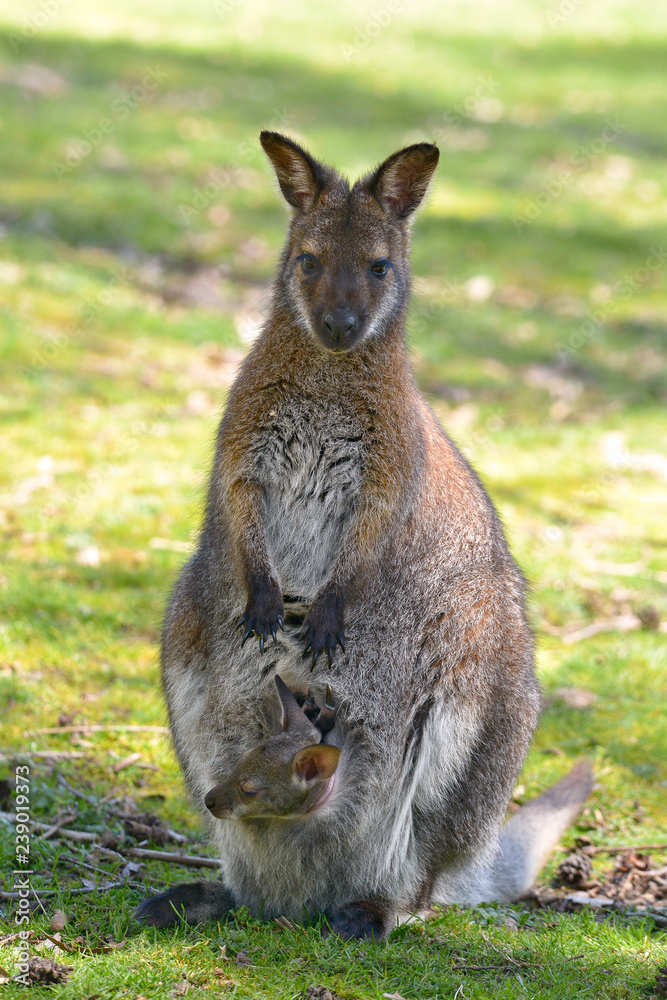 Red-necked wallaby or wallaby of Bennett (Macropus rufogriseus) and its joey in the pocket Red-necked wallaby or wallaby of Bennett (Macropus rufogriseus) and its joey in the pocket