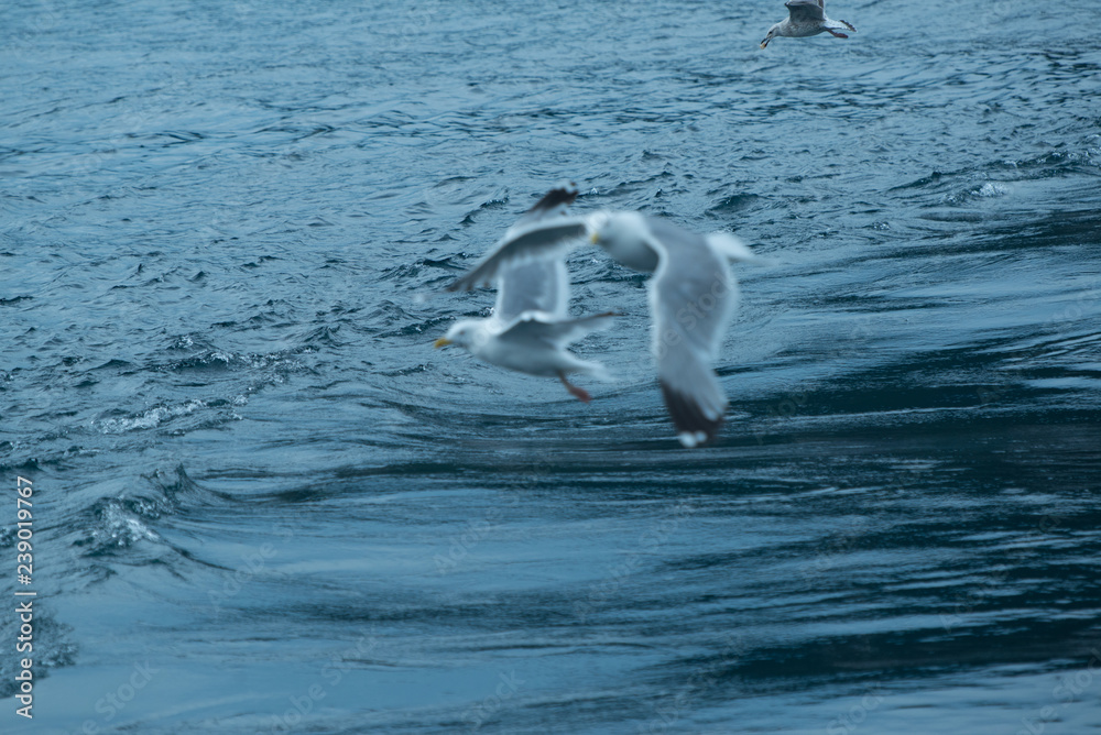 Naklejka premium eine fliegende Möwe