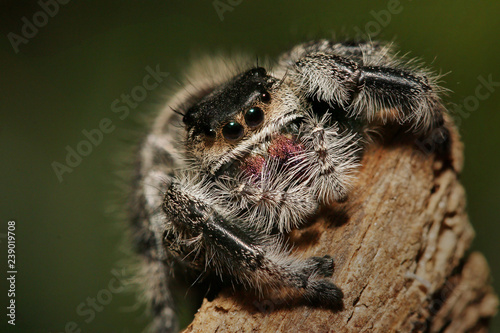 Colorful female of a Regal jumping spider sitting on a branch. A colorful exotic invertebrate species on a close up horizontal picture.
