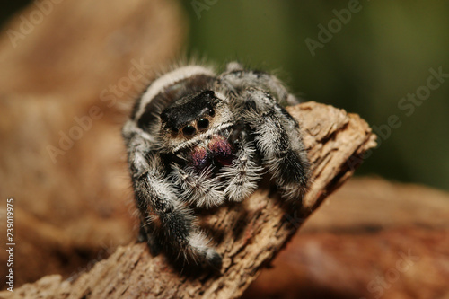 Colorful female of a Regal jumping spider sitting on a branch. A colorful exotic invertebrate species on a close up horizontal picture.