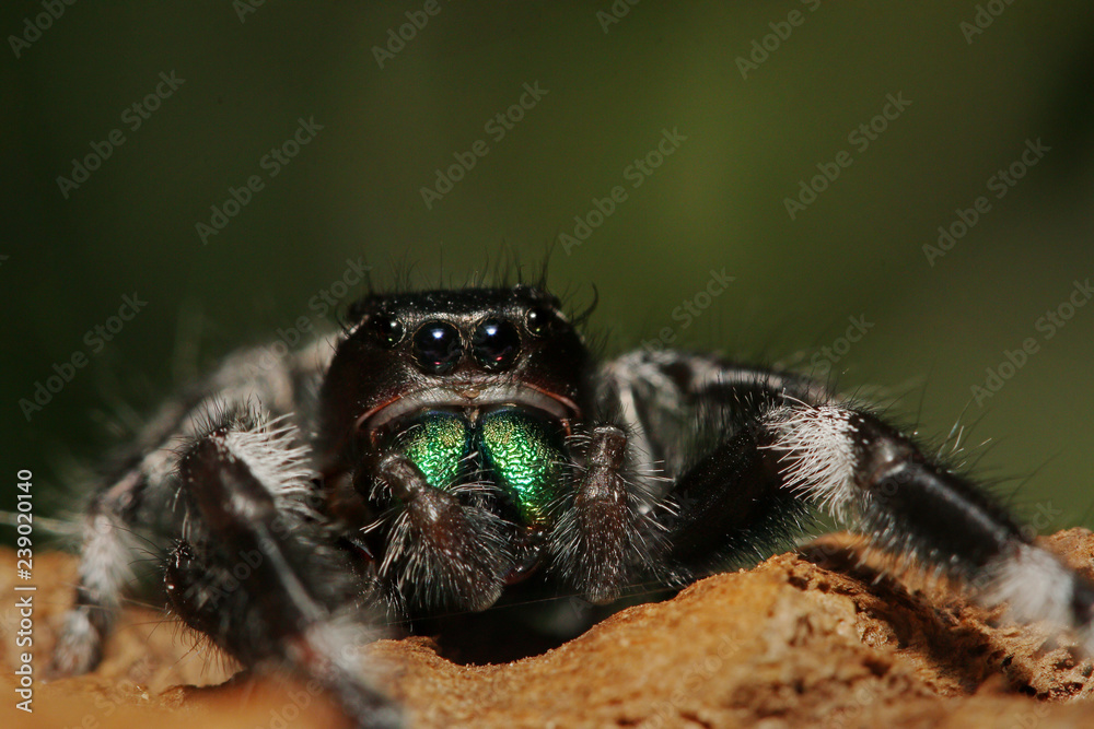 Φωτογραφία Colorful male of a Regal jumping spider sitting on a branch with a green background