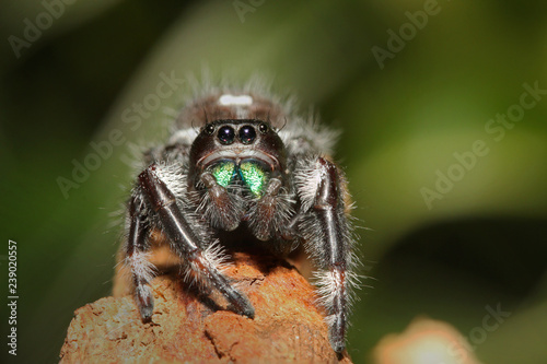 Colorful male of a Regal jumping spider sitting on a branch with a green background. A colorful exotic invertebrate species on a close up horizontal picture.