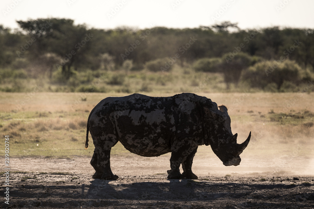 Fototapeta premium The Silhouette of a Rhino at Khama Rhino Reserve in Botswana