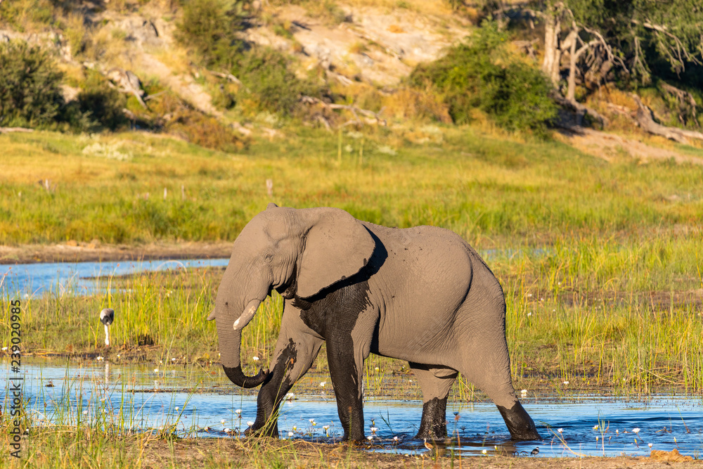 Photography An elephant standing in the boteti river at the Makgadigadi Nationalpark (Botswa