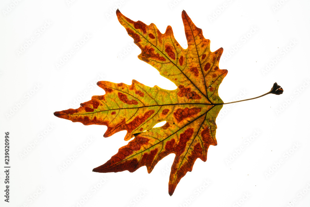 Fototapeta premium sycamore leaf in autumn 