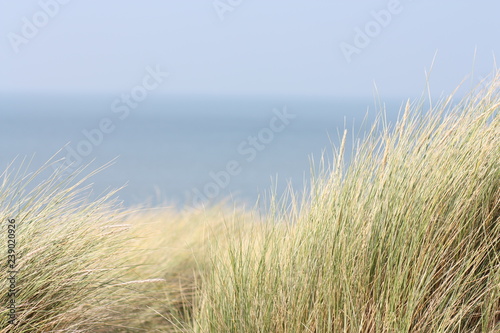 Fototapeta Naklejka Na Ścianę i Meble -  Beach dry grass and sea on background.