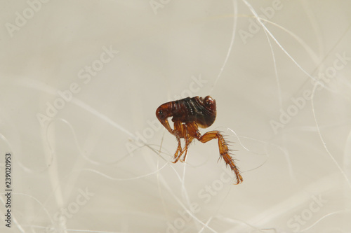 Dog flea walking in a dogs fur. A common European parasite attacking mostly dogs on a close up picture.  photo