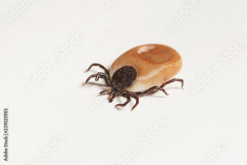 Female of the tick. A common European parasite attacking also humans on a horizontal picture and white background.