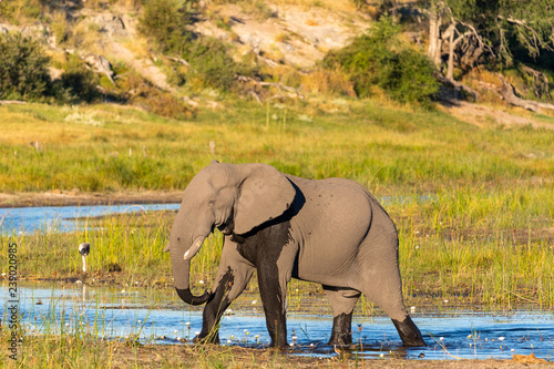 An elephant standing in the boteti river at the Makgadigadi Nationalpark (Botswana)