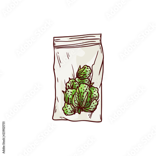 Vector cannabis ripe buds in package sketch icon. Green hemp plant, ligalized smoking drug symbol, marijuana herb, can be used in medical design. Isolated illustration