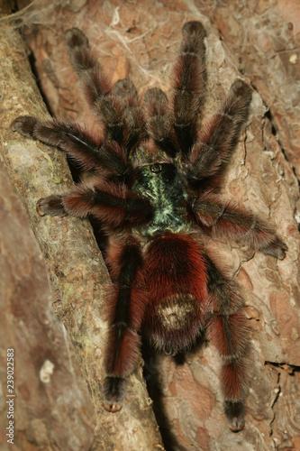 Close up picture of a large colorful tarantula from South America. A venomous scary spider with long hair on its leg.