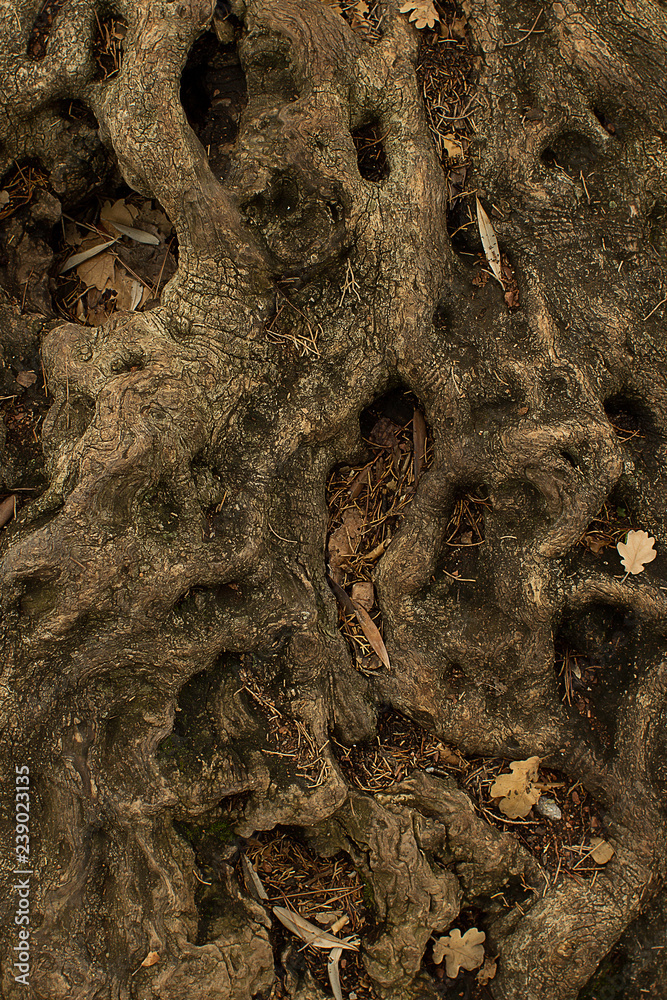 Naklejka premium Tree roots background or texture.