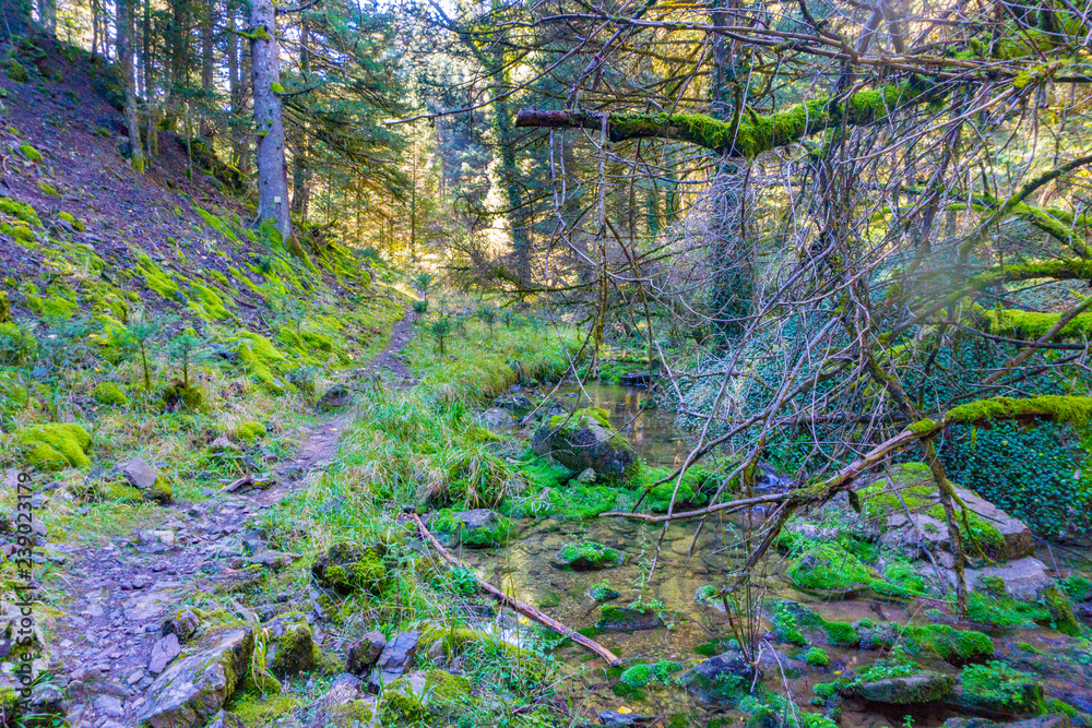 Obraz premium A trekking path of Mainalon trail Elati- Vitina in the dense forest in Peloponnese, Greece